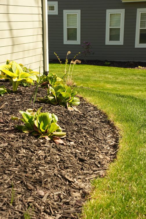 Crisp hand-cut edge between lawn and mulch bed